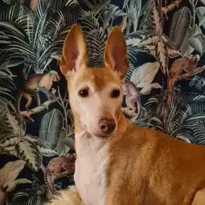 Alfie-director Alfie the dog - customer services