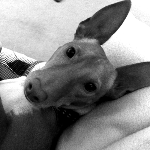 Staff-Alfie Alfie