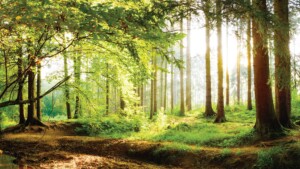 woodland-trust-two-sides